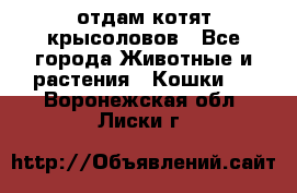отдам котят крысоловов - Все города Животные и растения » Кошки   . Воронежская обл.,Лиски г.